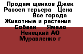 Продам щенков Джек Рассел терьера › Цена ­ 25 000 - Все города Животные и растения » Собаки   . Ямало-Ненецкий АО,Муравленко г.